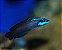 Pseudochromis Springeri - Imagem 2
