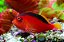 Flame Hawkfish - Imagem 1