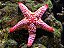 Marble Spotted Starfish - Imagem 2