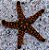 Marble Spotted Starfish - Imagem 1