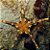 Iconaster Mosaic Starfish - Imagem 1