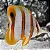 Copperband Butterfly - Imagem 1
