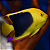 Tricolor Angelfish - Imagem 1