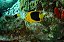 Tricolor Angelfish - Imagem 2