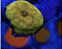 Mush Metal Flat Orange - Imagem 1