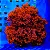 Atomic Broccoli - Imagem 1