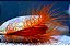 Electric Flame Scallop - Imagem 1