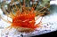 Electric Flame Scallop - Imagem 2