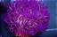 Long Tentacle Purple - Imagem 2