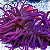 Long Tentacle Purple - Imagem 1