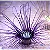 Cerianthus Purple - Imagem 1