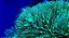 Carpet Green - Imagem 1