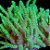 Leather Spaghetti Electric Green - Imagem 1
