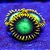 Zoanthus Radioactive Green - Imagem 1