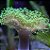 Leather Umbrella Green - Imagem 1