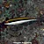 Wrasse Maculipina - Imagem 1