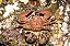 Banded Porcelain Crab - Imagem 2