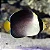 Singapore Angelfish - Imagem 1