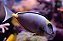 Naso Lituratus - Imagem 1