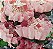 Forminha para Doces Finos - Rosa Maior Rosa Bebe 40 unidades - Decora Doces - Rizzo Festas - Imagem 2