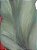Copos de Leite - Imagem 6