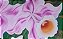 Flores em conjunto - Imagem 6