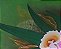 Flores em conjunto - Imagem 2
