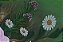 Flores em conjunto - Imagem 3