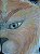 Gato - Imagem 3