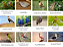 Miniaturas e flashcards de Aves - Imagem 5