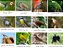 Miniaturas e flashcards de Aves - Imagem 6