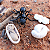 Miniaturas e flashcards Ciclo de vida insetos, anelídeos e aracnídeos - Imagem 4