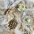 Miniaturas e flashcards Ciclo de vida insetos, anelídeos e aracnídeos - Imagem 7