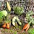 Miniaturas e flashcards vegetais e legumes - Imagem 1