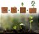 Miniaturas e Flashcards Ciclos de vida de Plantas - Imagem 4