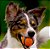 BOLA ULTRA BALL - CHUCKIT - Imagem 2