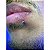 Piercing Labret Bolinha Esfera Aço Cirúrgico Rosca Externa Haste Flat Lóbulo Boca Hélix Conch Trágus Nariz - Imagem 7
