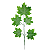 Folha Ficus Canada X5 - Imagem 1