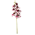 Haste Orquídea 70cm - Branco com Pink - Imagem 1