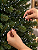 Pisca Cordão Estrobo Led 50m 1600 Leds 320 Efeitos Flash - Imagem 3
