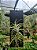 Placa para Tillandsias - Imagem 1
