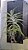 Placa para Tillandsias - Imagem 7