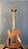 Guitarra Telecaster - IS Guitars 041 (2025) - Imagem 9