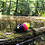 Kit 2 Iscas Ratinhu Frog e 10 Snap Matadeira Traira Tucunaré - Imagem 5