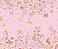 Papel de Parede Memórias de Infância - Folhas e Flores - 201031 - Vinílico - Imagem 1
