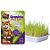 Graminha Gato Digestive 50 g - Imagem 2