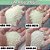 Areia Higiênica Biodegradável p/Gatos PetPal Grãos Mistos 2kg - Imagem 8