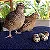 Ovos Férteis de Codorna Gigante para Incubação - 100 Ovos - Imagem 1