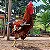 Ovos de Galinha Sertaneja Balão Gigantes - 12 Ovos + 3 de Brinde - Imagem 1