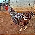 Ovos de Galinha Sertaneja Balão Gigantes - 12 Ovos + 3 de Brinde - Imagem 4